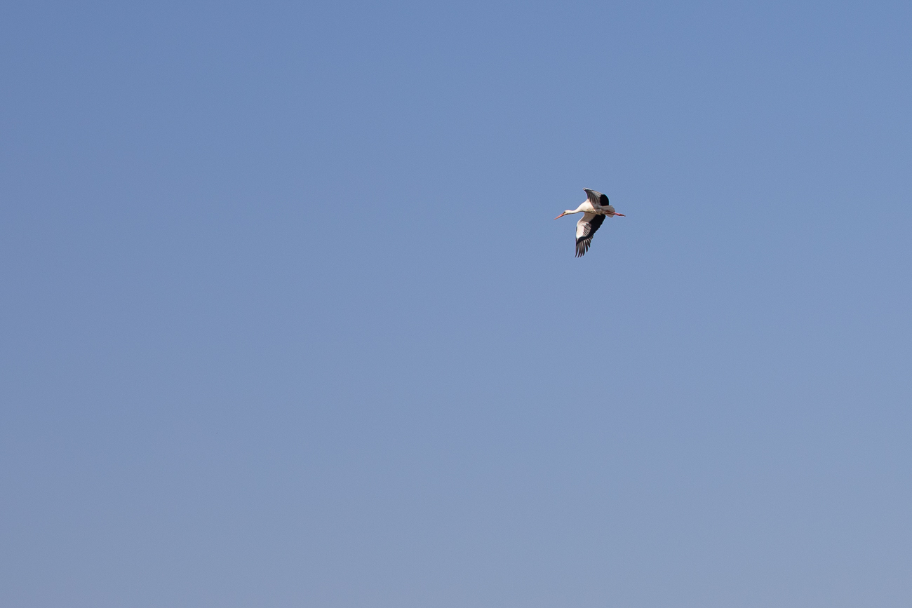 Ein Storch kreist über dem Acker