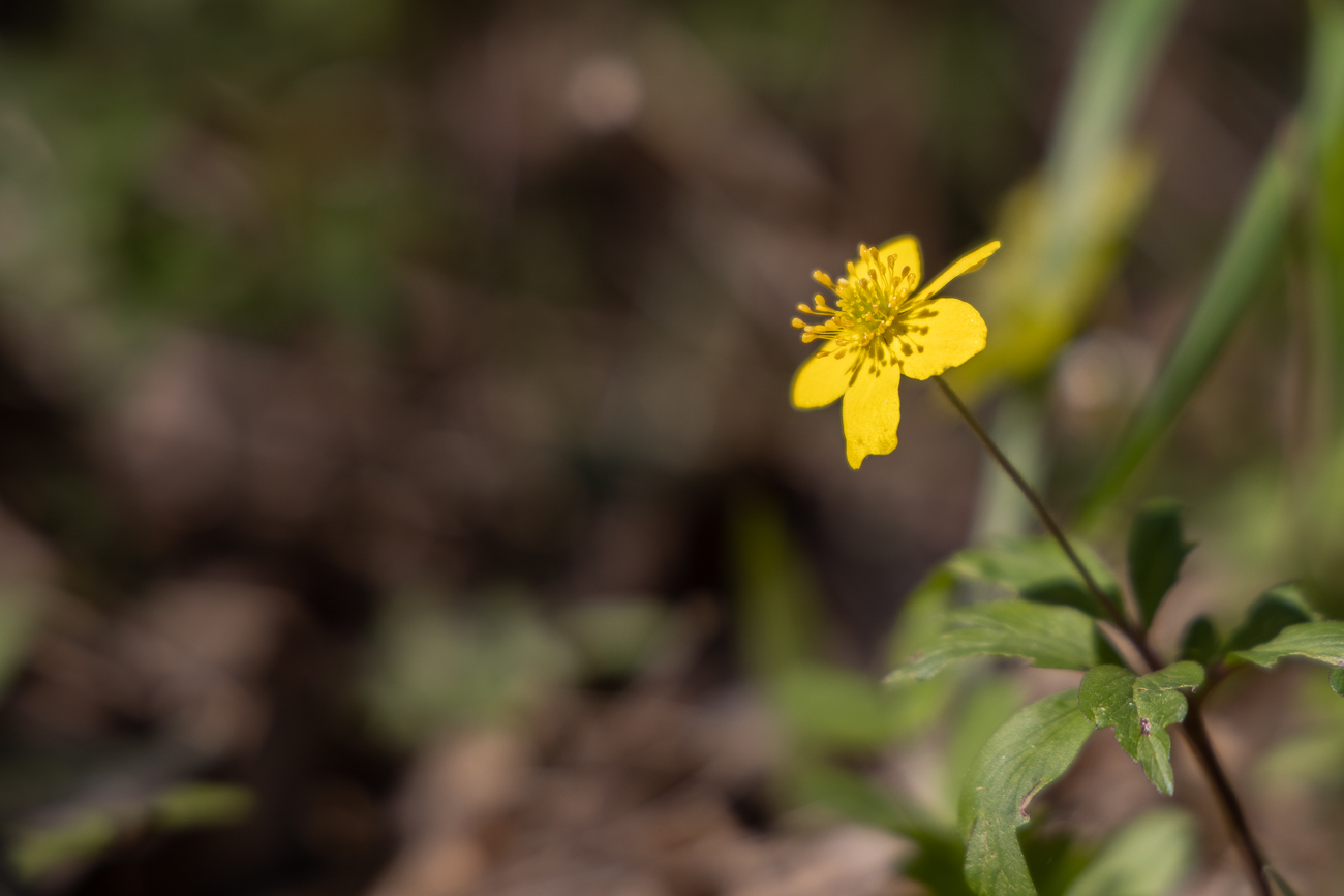 Butterblume (Hahnenfuß)