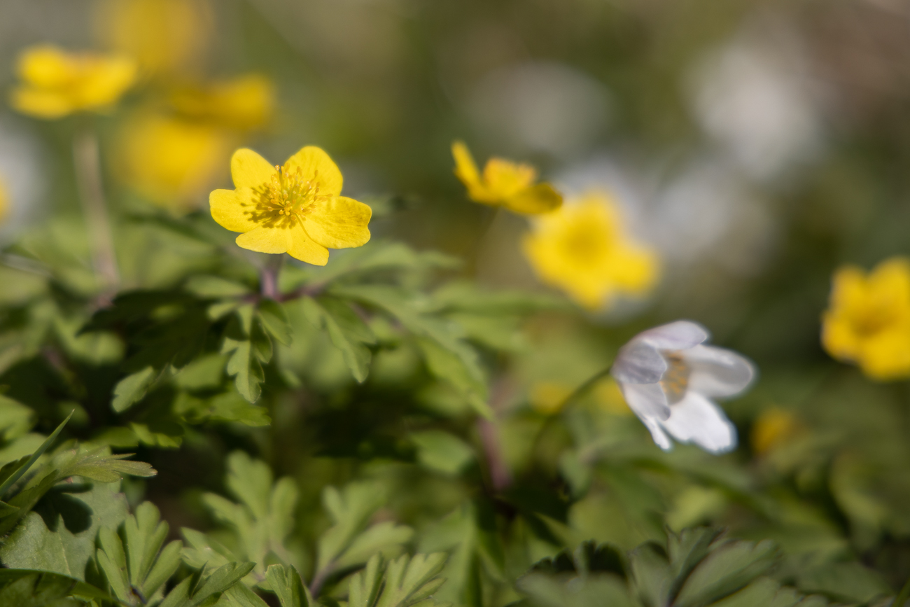 Butterblume (Hahnenfuß)