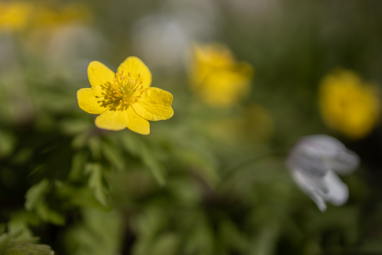 Butterblume (Hahnenfuß)
