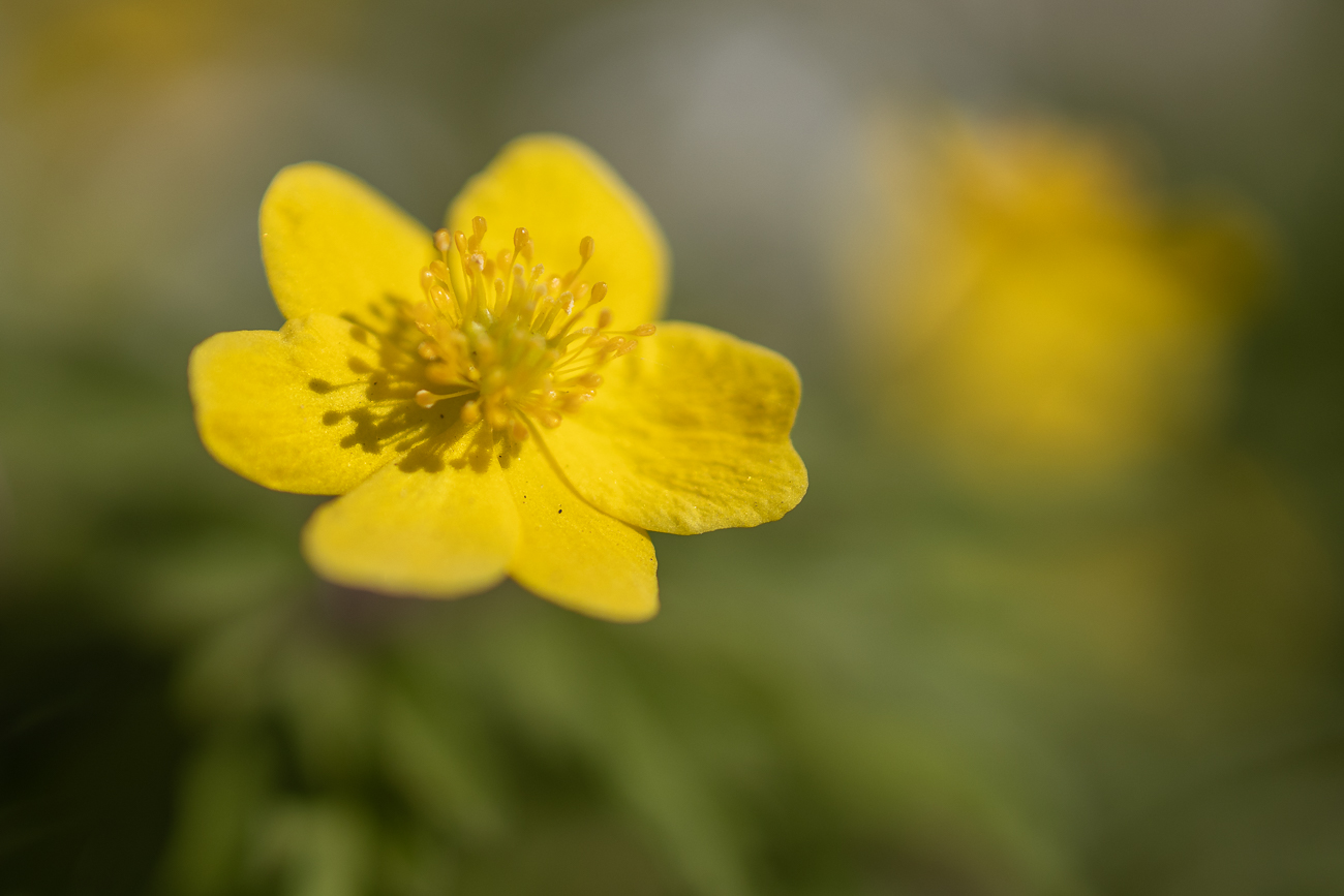 Butterblume (Hahnenfuß)