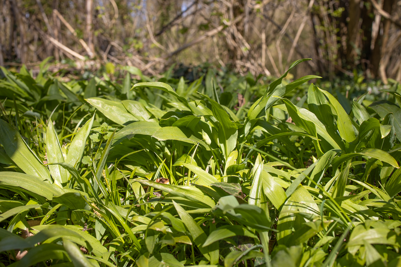 Bärlauch in rauen Mengen