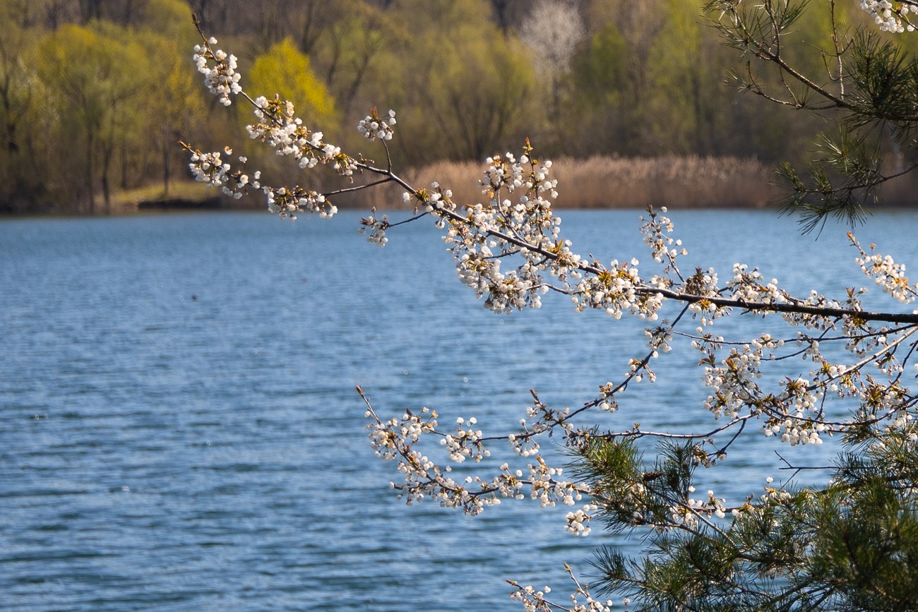 Blüten über dem See