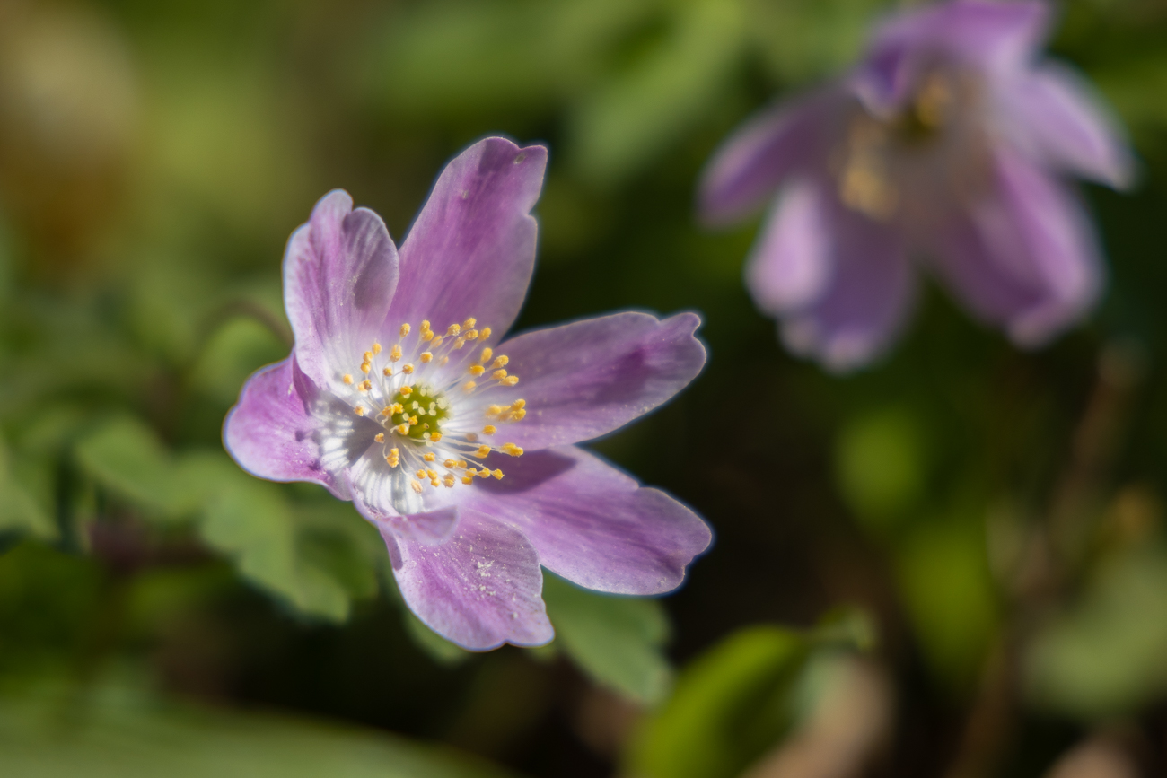 Lila Buschwindröschen (Anemone nemorosa)