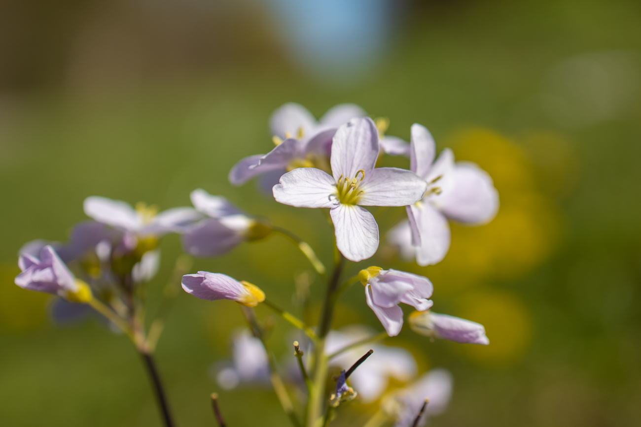 Wiesenschaumkraut