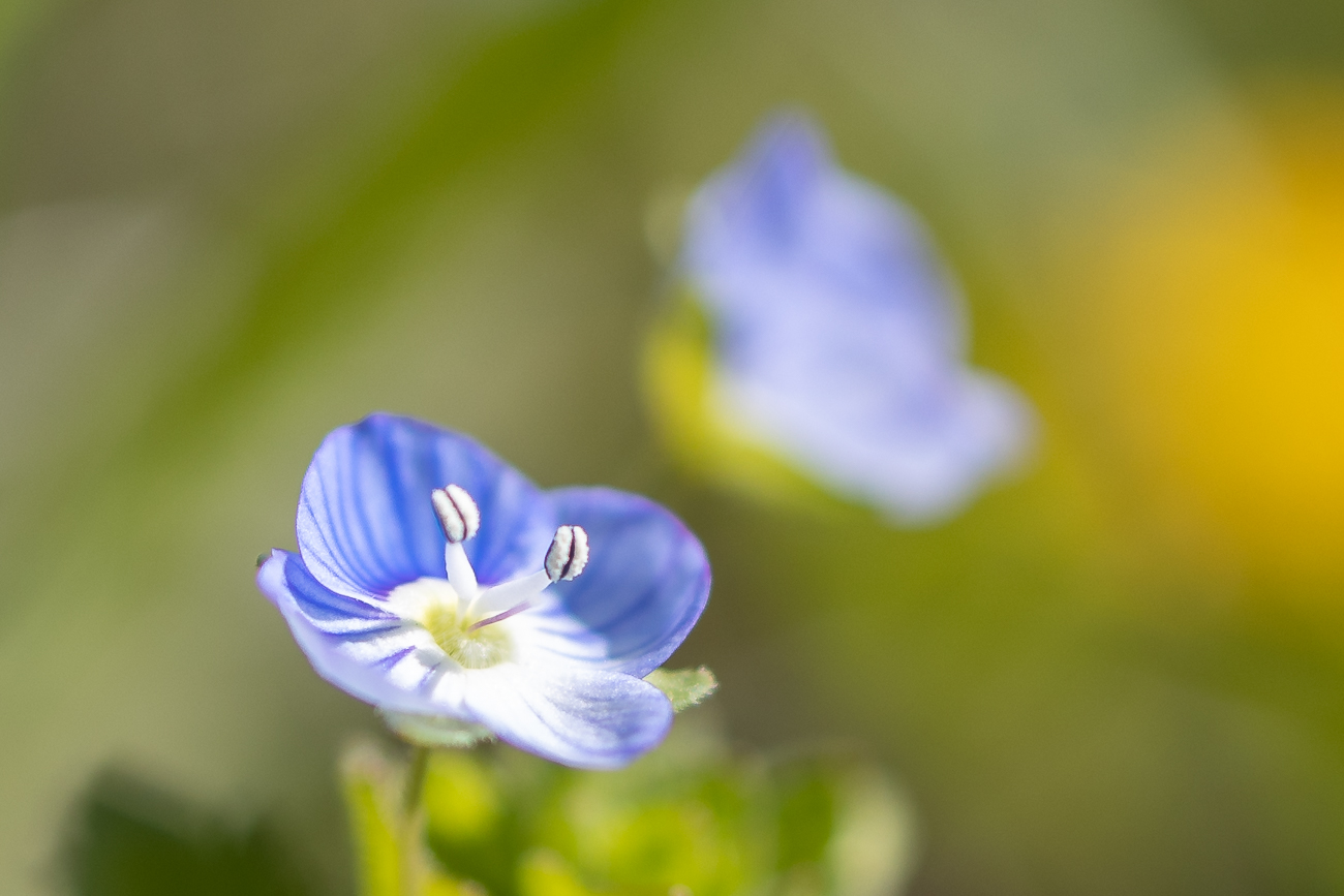 Welche Pflanze mag das sein?
