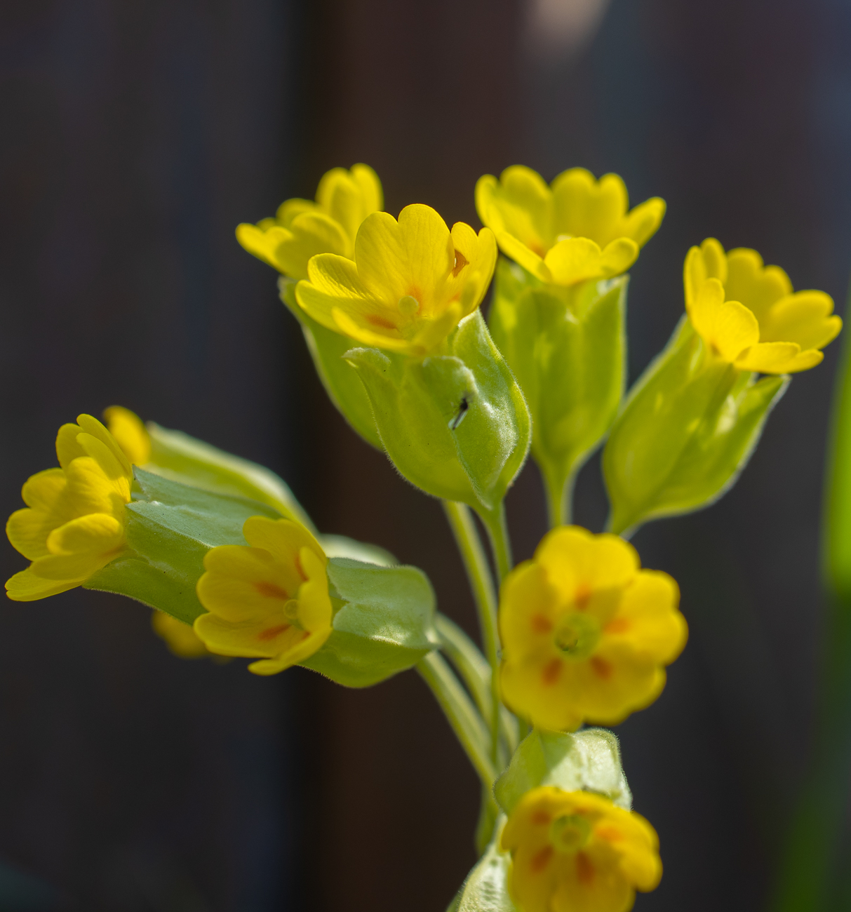 Hohe Schlüsselblume (Primula elatior)
