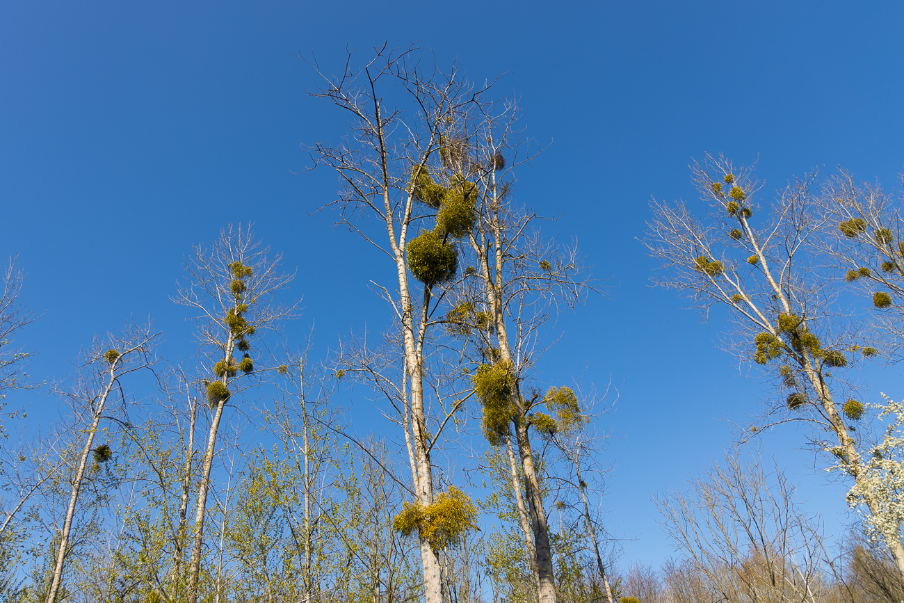 Haufenweise Misteln an den Bäumen