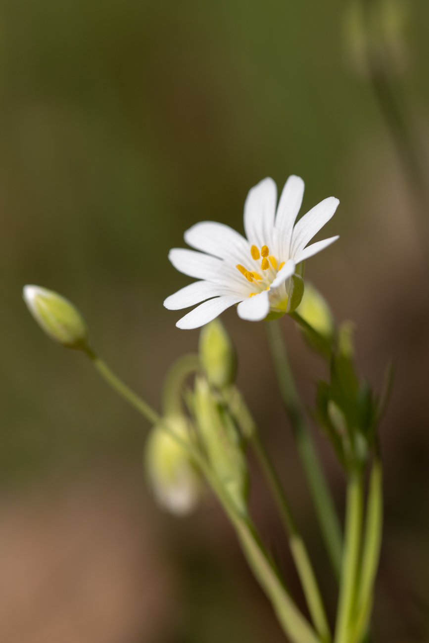 Acker-Hornkraut [Cerastium arvense]
