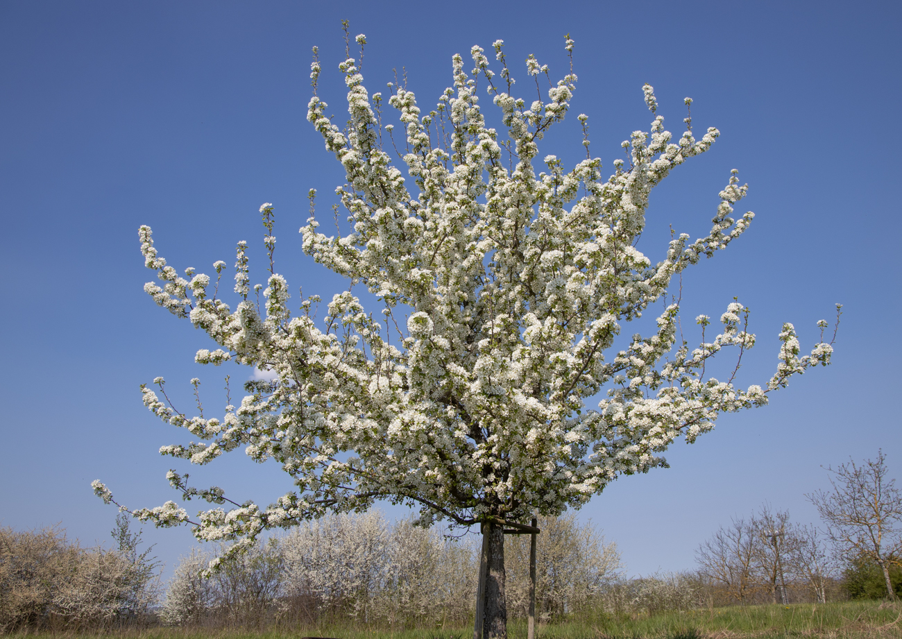 Der Baum voller Blüten und meine Nase voller Pollen - Heuschnupfen ist blöd :-(