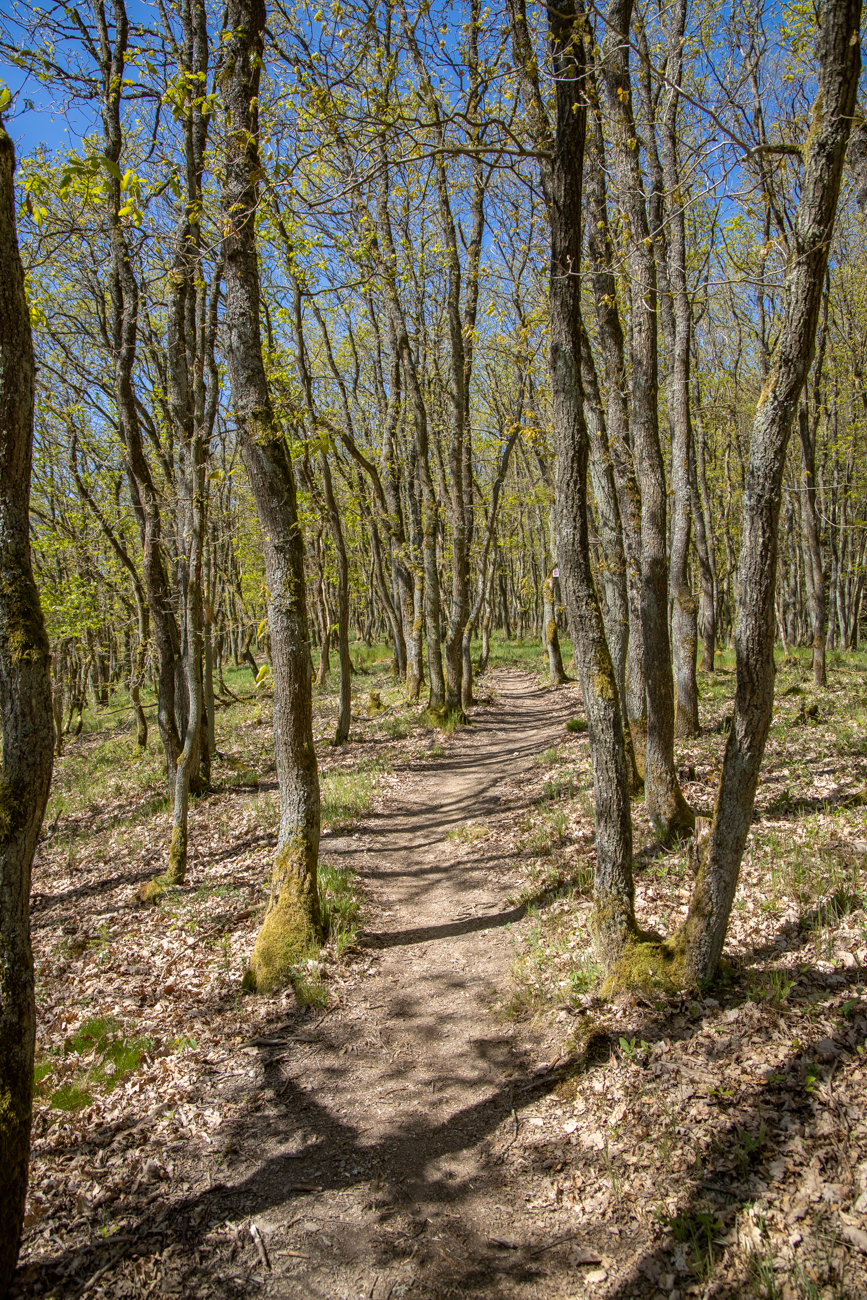 Pfad durch den lichten Wald