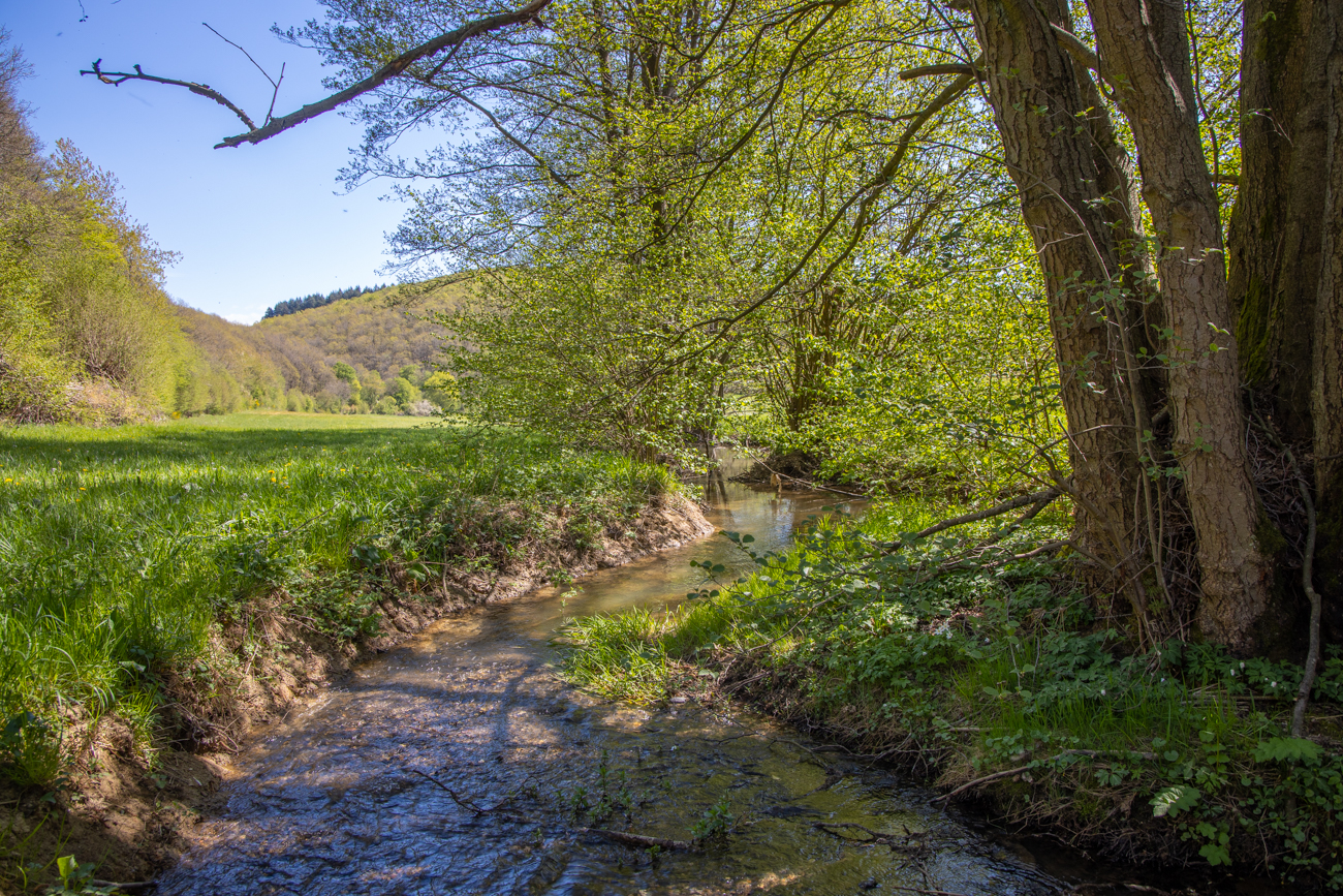 Schöner Bach durch die Wiesen