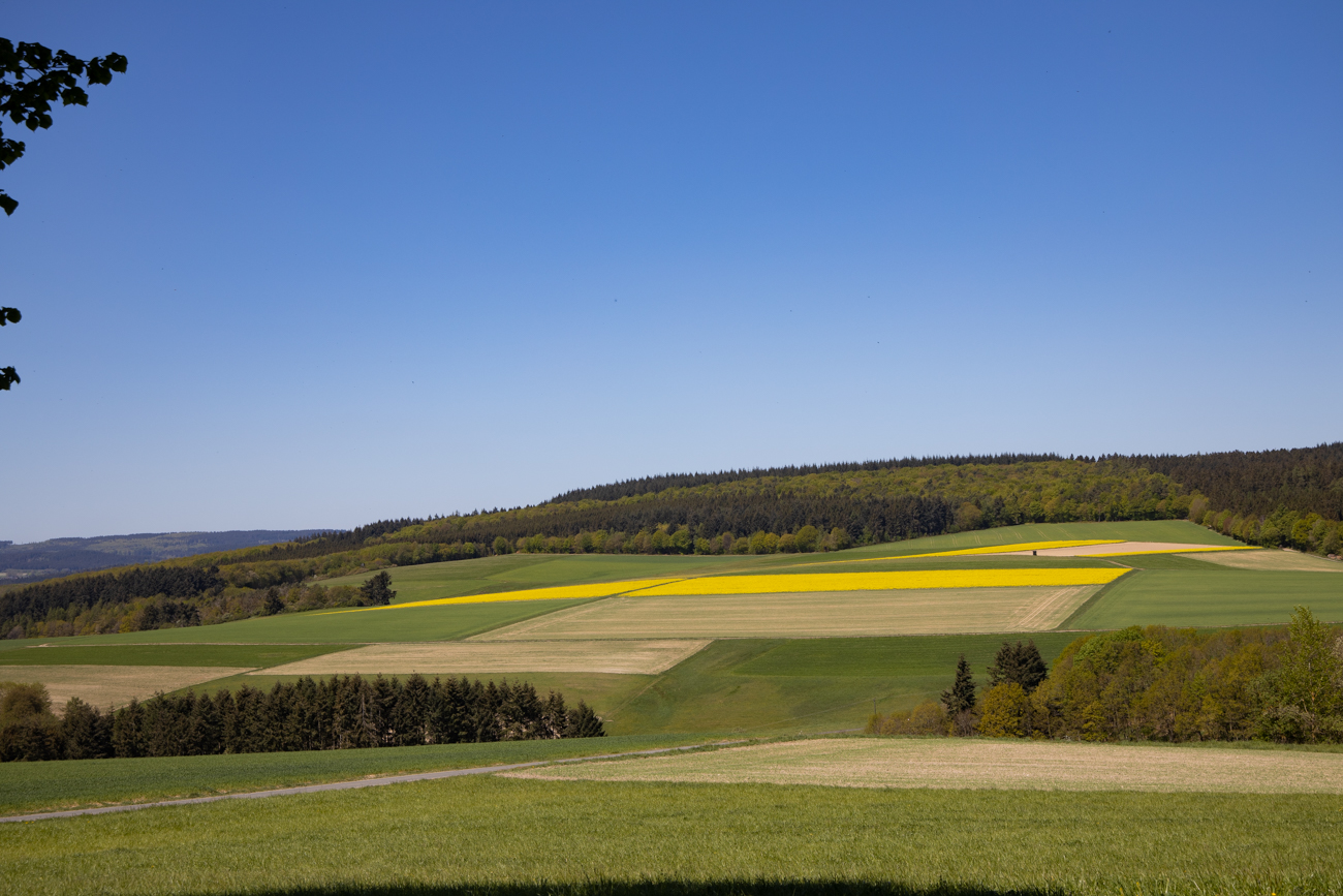 Der Raps leuchtet über weite Entfernungen
