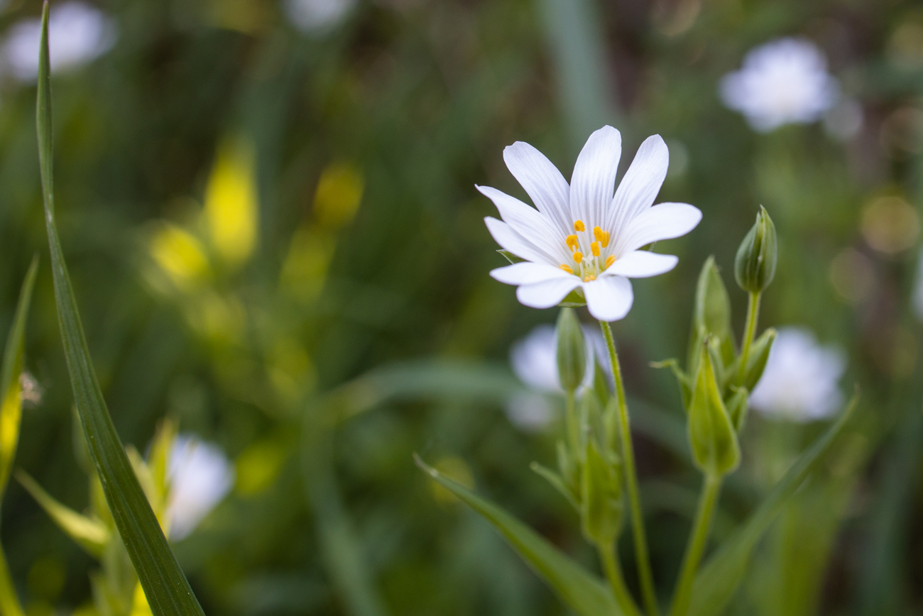 Acker-Hornkraut [Cerastium arvense]