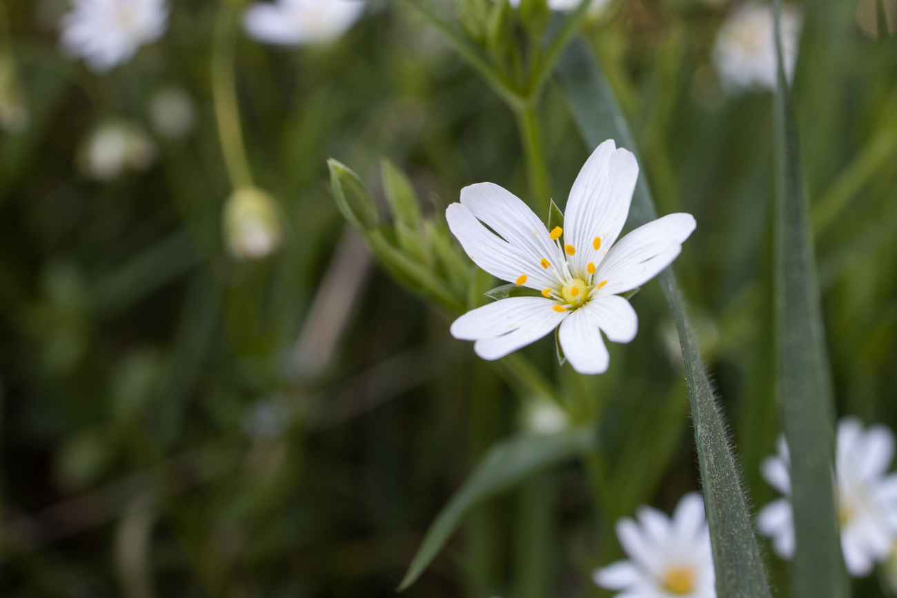 Acker-Hornkraut [Cerastium arvense]