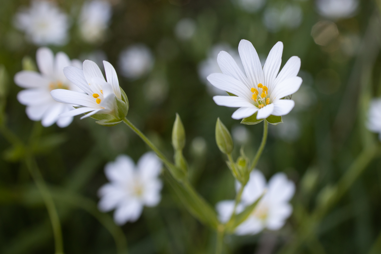 Acker-Hornkraut [Cerastium arvense]