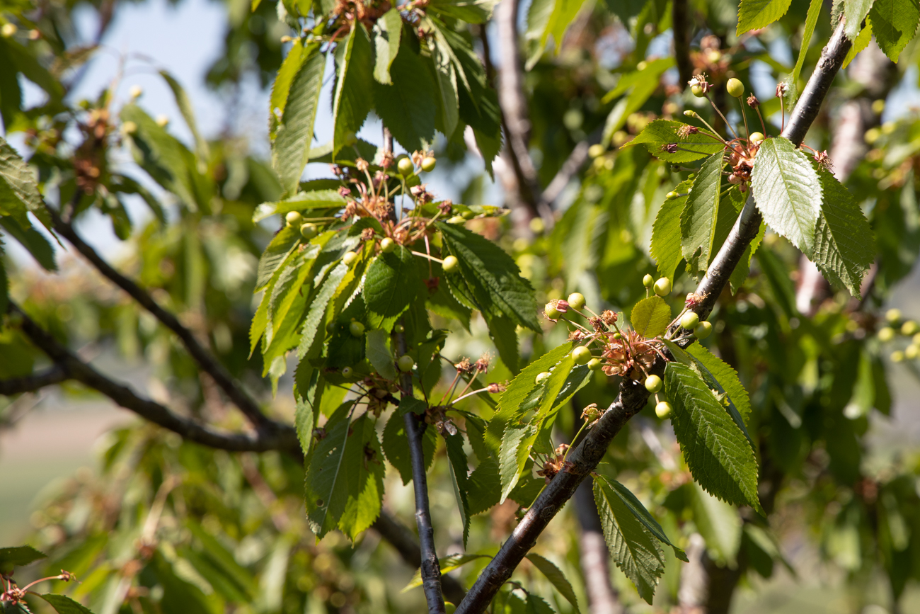 Die Kirschen brauchen noch etwas Zeit