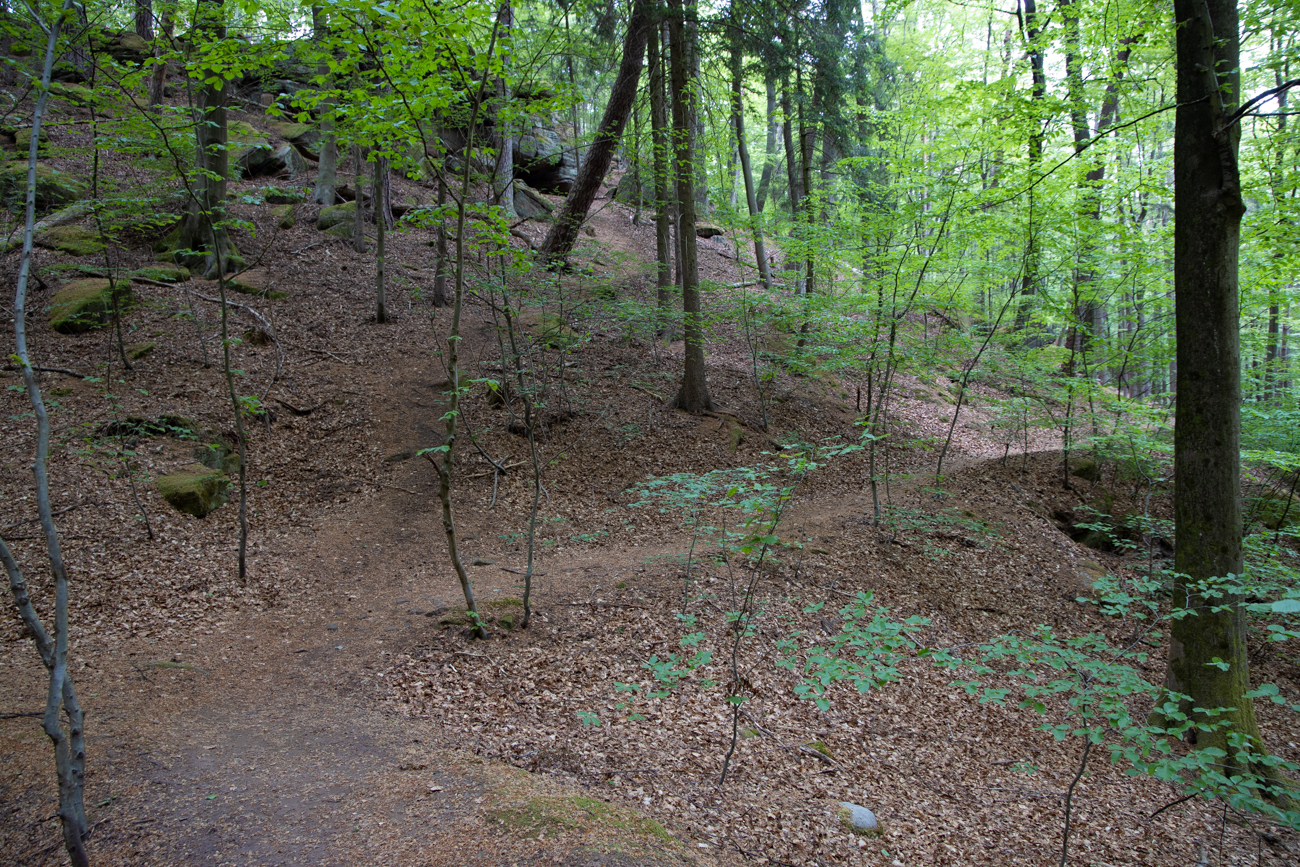 ... durch den dunklen Wald