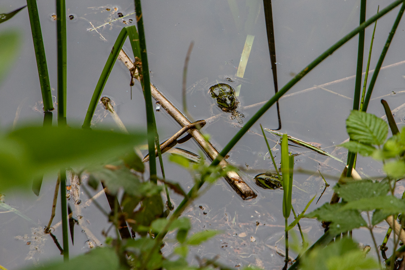 Frösche quaken um die Wette