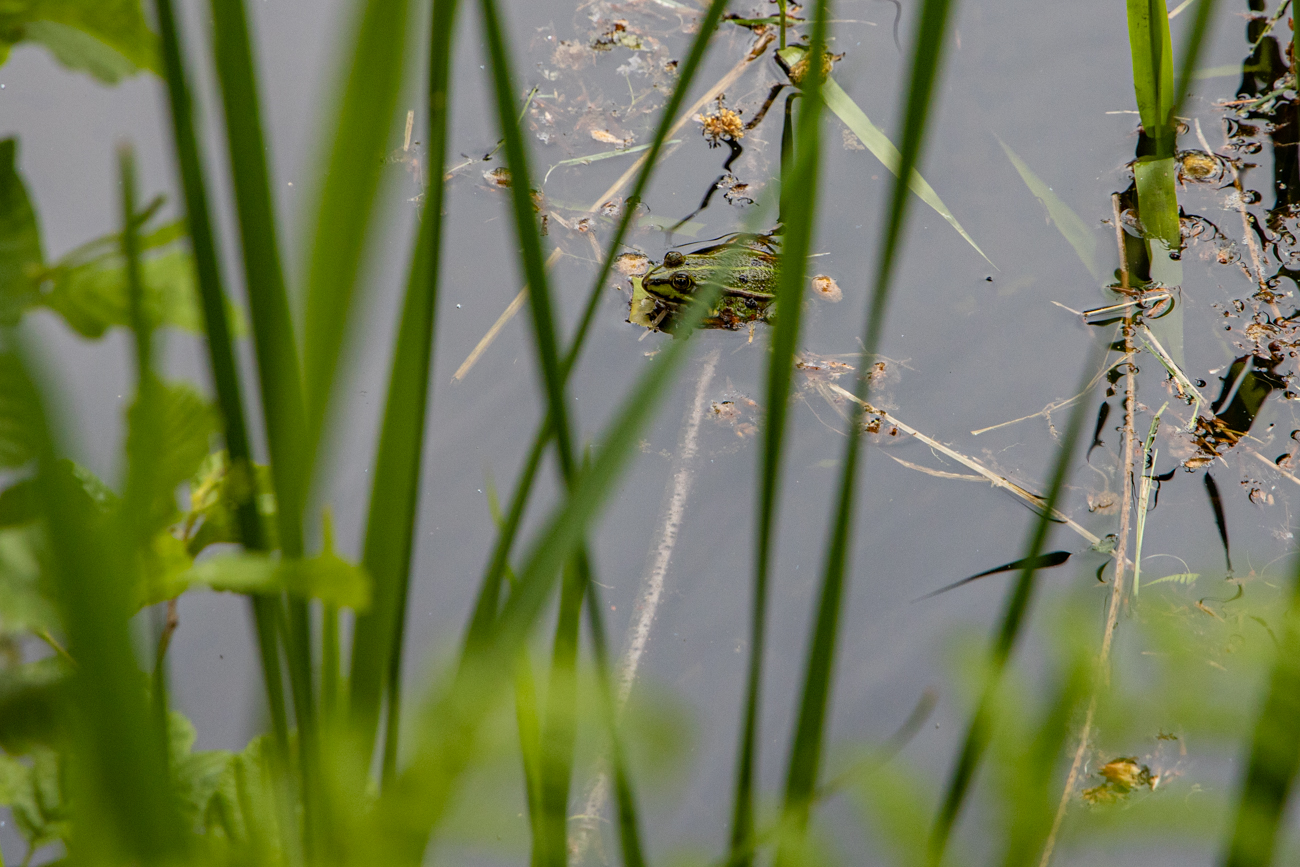 Die Amphibien sind auf Partnersuche