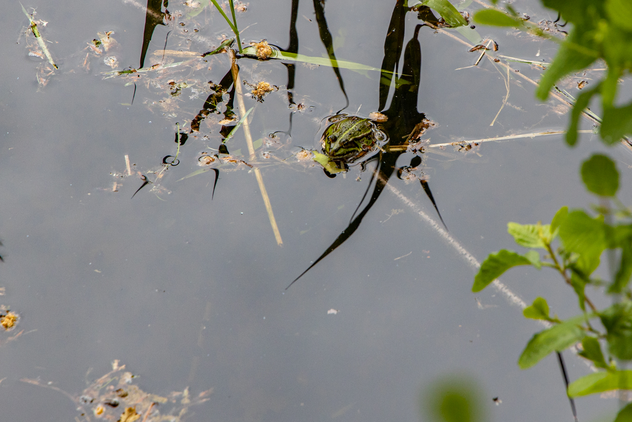 Noch so ein Quacktier ;-)