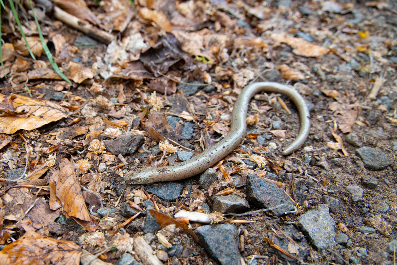 Der Blindschleiche war es wohl zu kalt, ich habe sie im Gebüsch in Sicherheit gebracht
