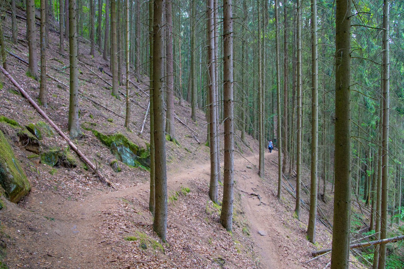 Durch den Nadelwald ...