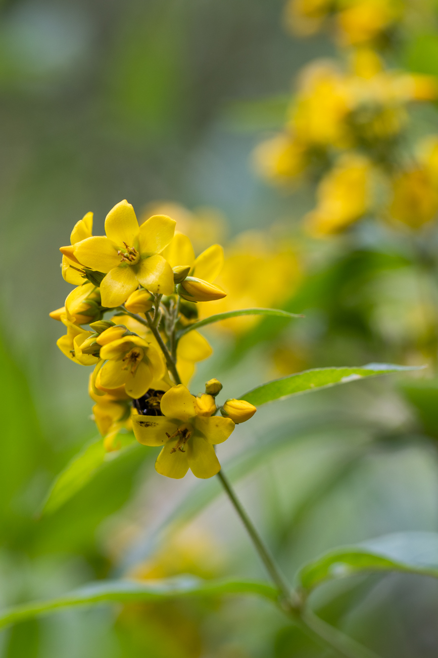 Gewöhnlicher Gilbweiderich [Lysimachia vulgaris]