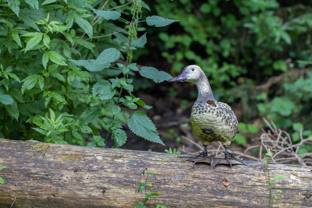 ... und die Ente ist auch nicht echt :-(
