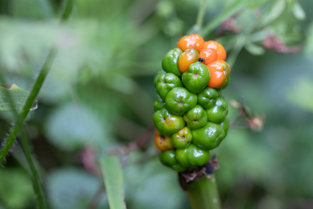 Italienischer Aronstab [Arum italicum]