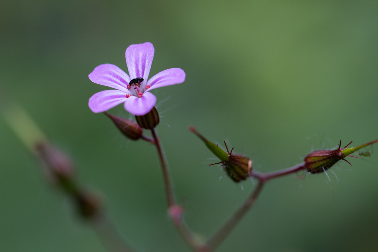 Ruprechtskraut [Geranium robertianum], auch Stinkender Storchschnabel