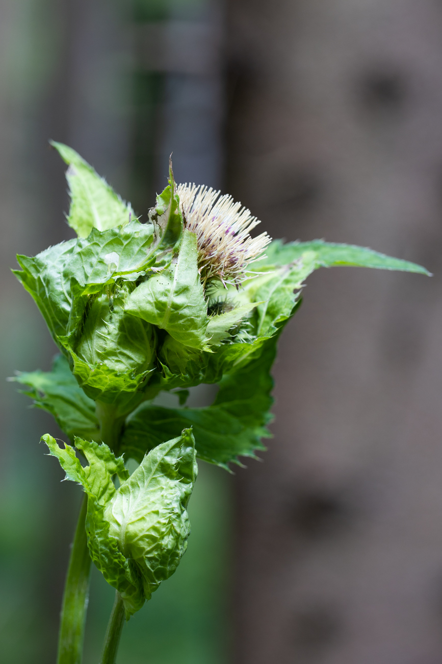 Kohl-Kratzdistel [Cirsium oleraceum], auch Kohldistel