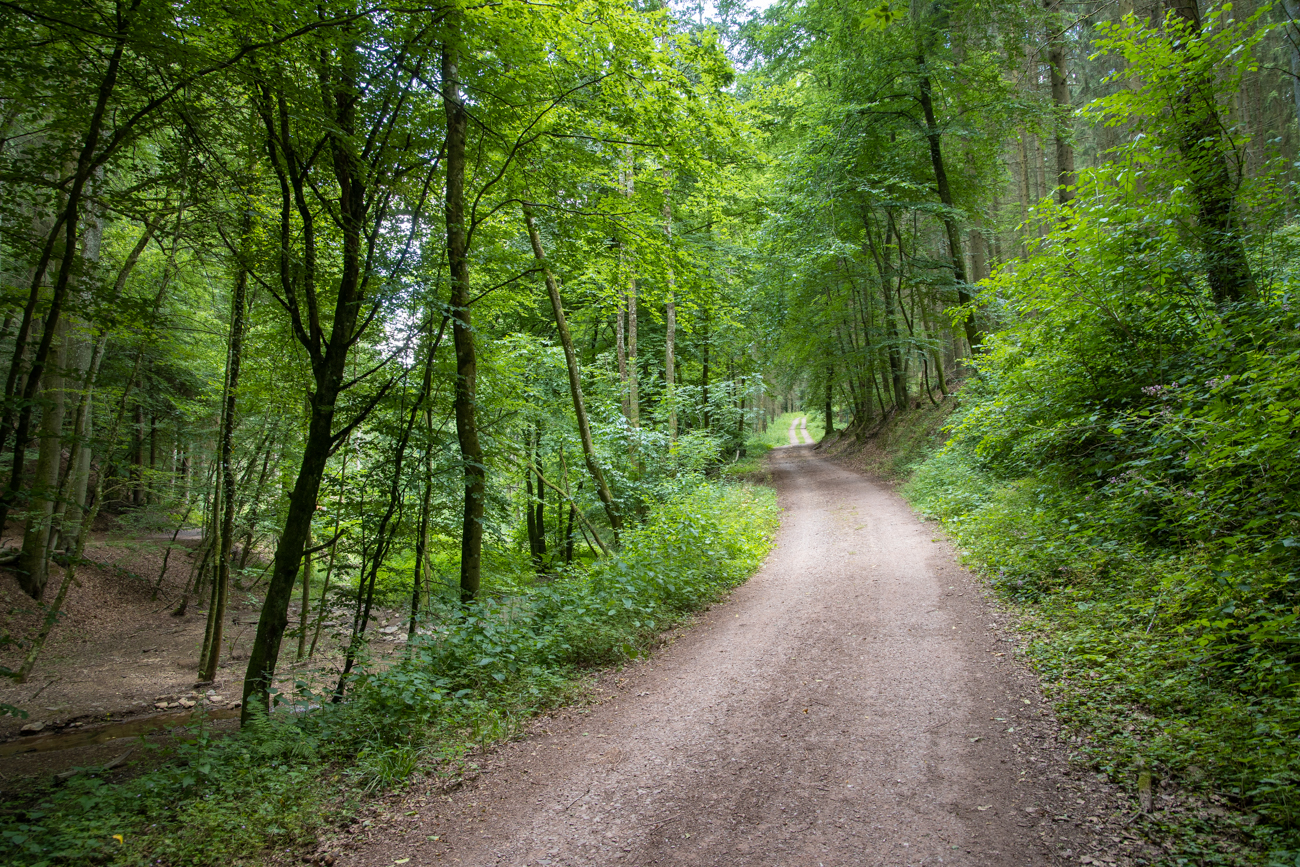 Breiter Waldweg