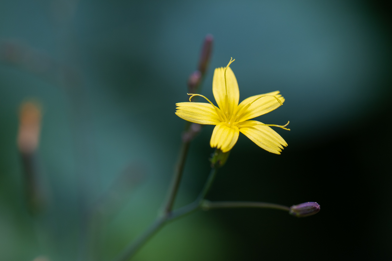 Mauerlattich [Mycelis muralis]