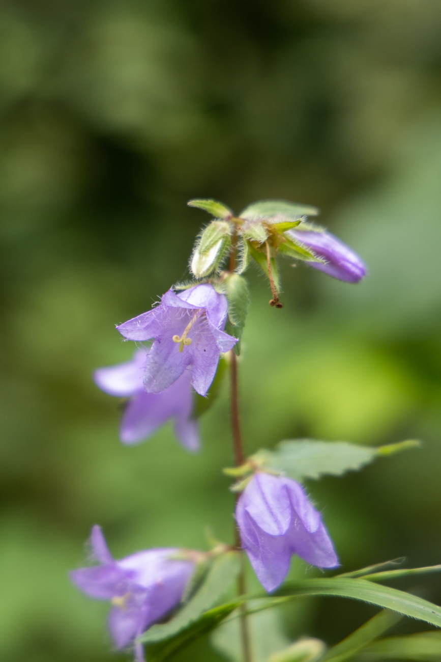 Nesselblättrige Glockenblume [Campanula trachelium]