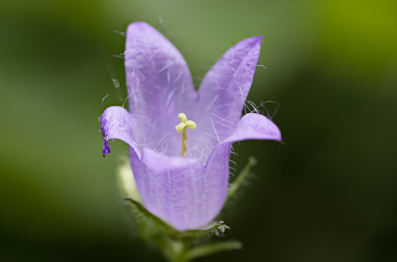 Nesselblättrige Glockenblume [Campanula trachelium]