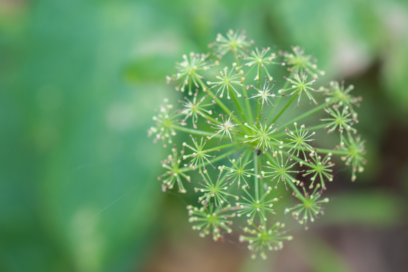 Breitblättriges Laserkraut [Laserpitium latifolium]