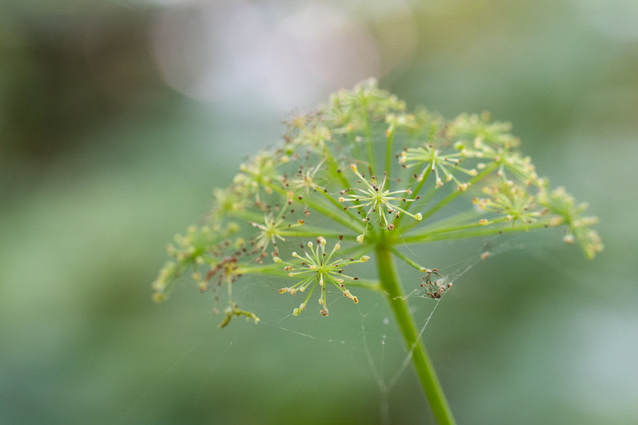 Breitblättriges Laserkraut [Laserpitium latifolium]