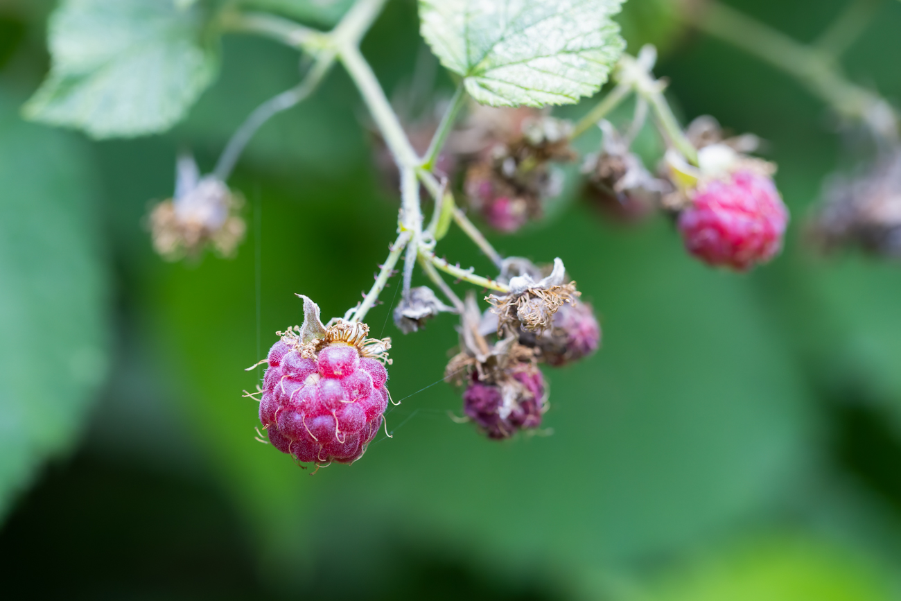 Himbeere [Rubus idaeus]