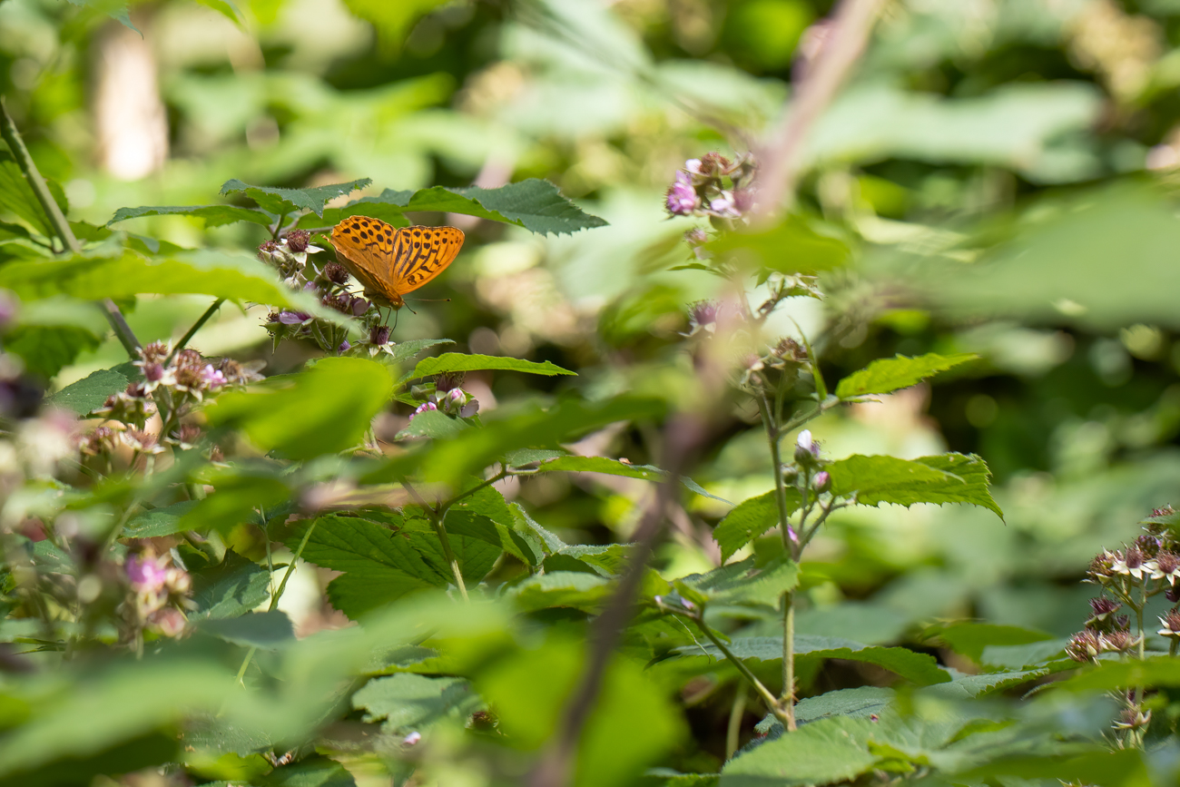 Perlmutterfalter, aber welcher?