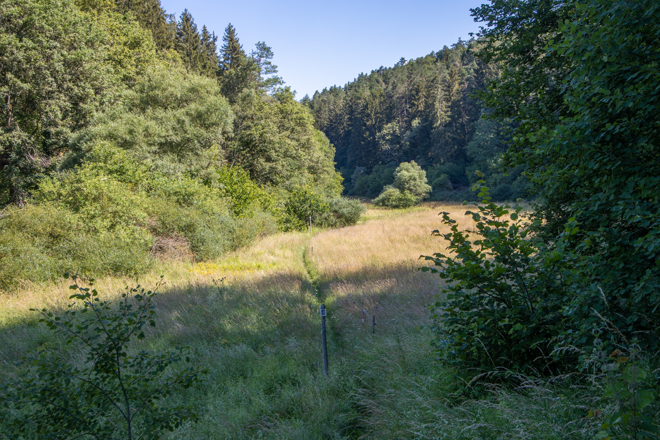 Schöner Pfad entlag eines zugewachsenem Bachlaufs
