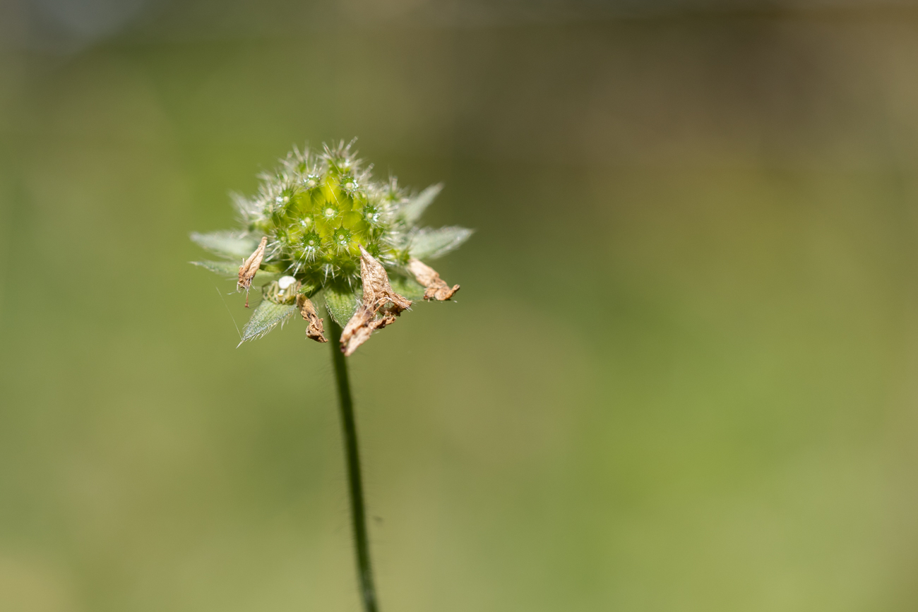 Wald-Witwenblume [Knautia maxima]