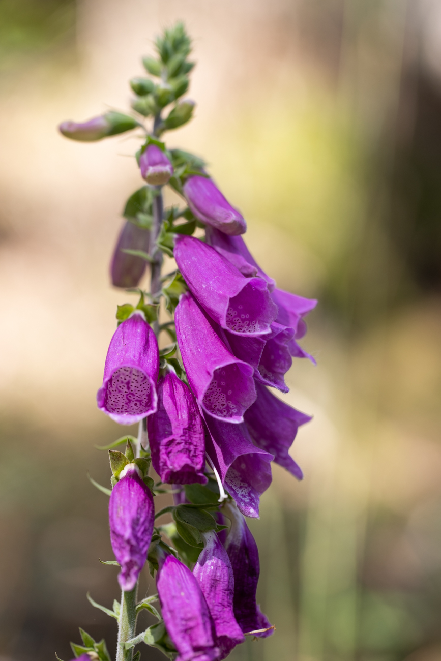 Roter Fingerhut [Digitalis purpurea]