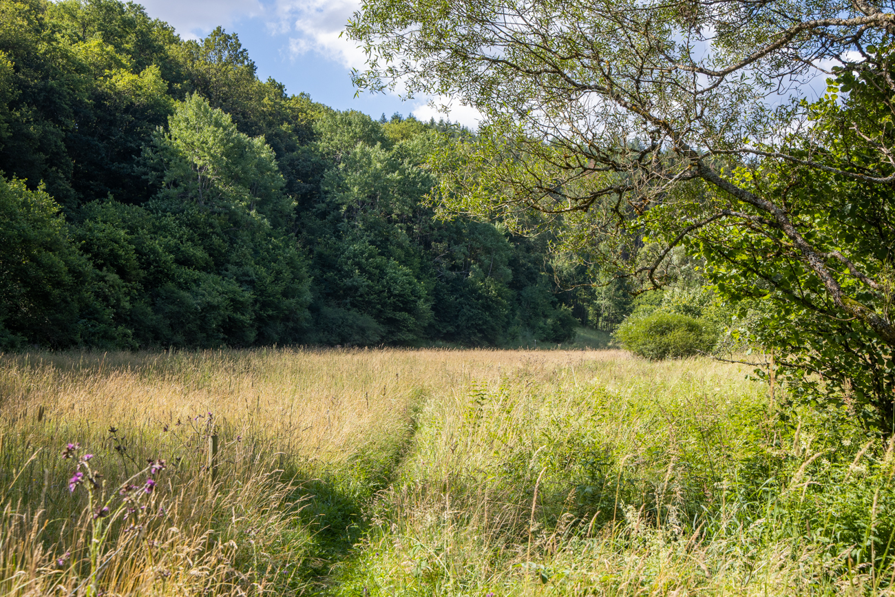 Weiter durch das hohe Gras