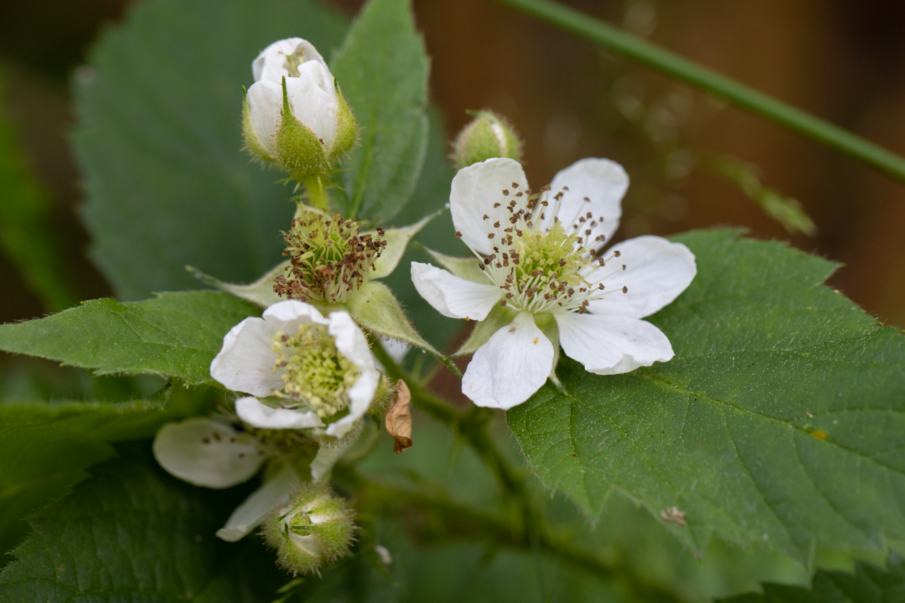 Ackerbrombeere [Rubus caesius]