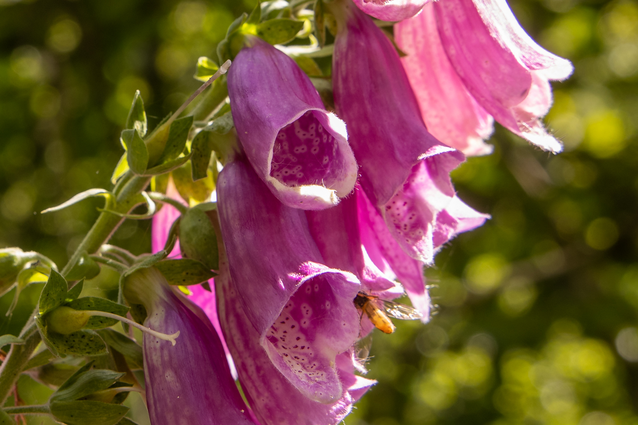 Roter Fingerhut [Digitalis purpurea]