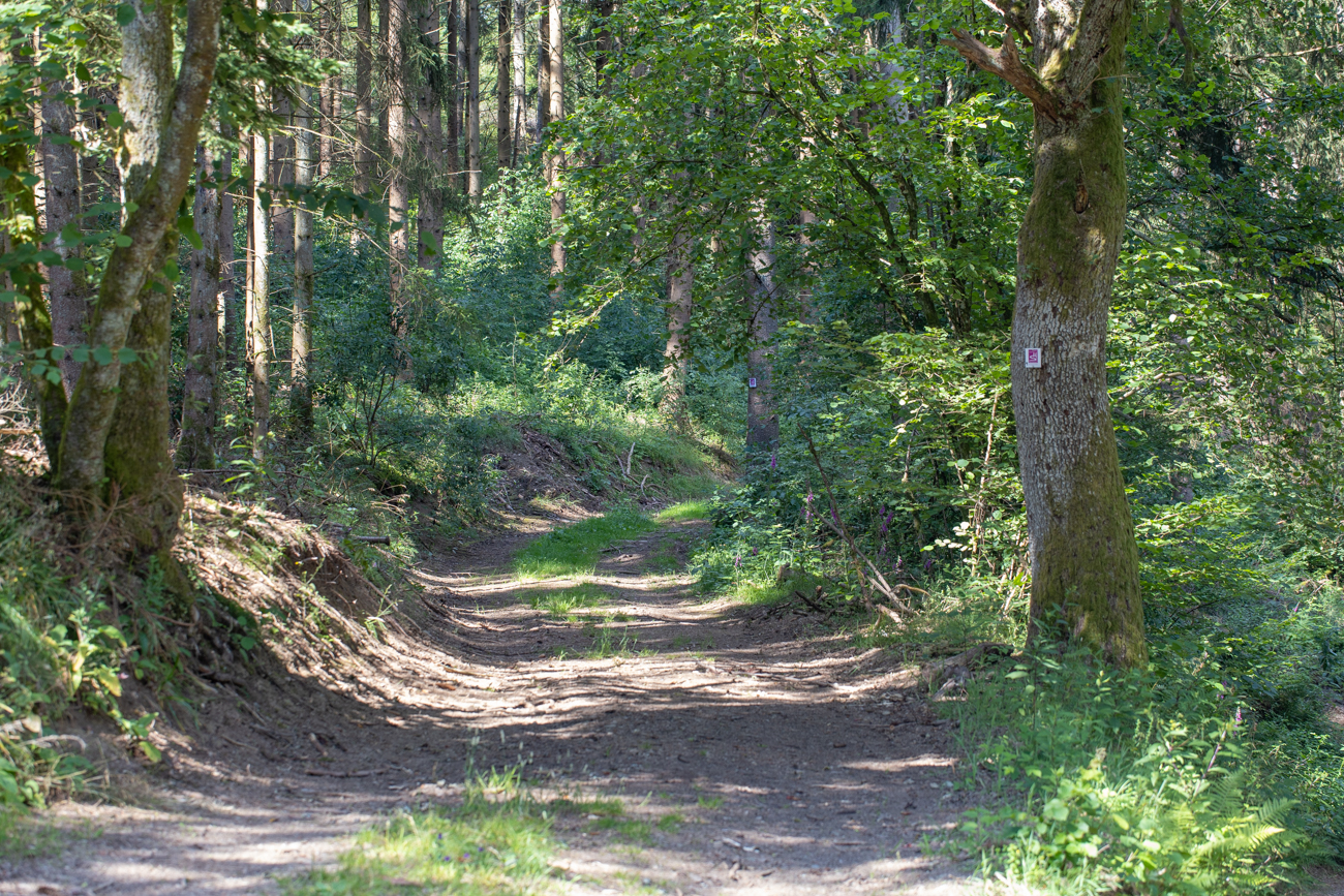 Waldweg