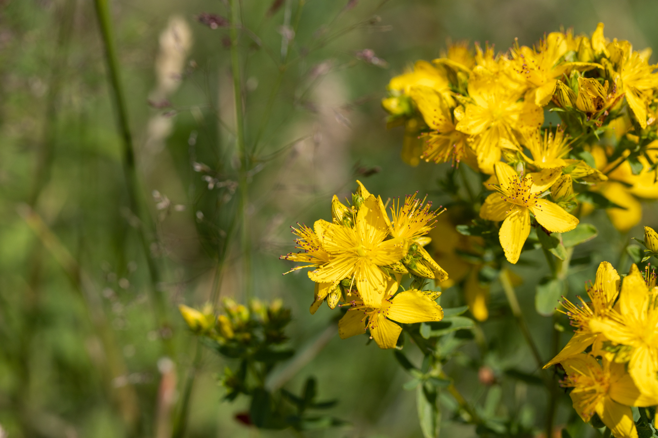 Echtes Johanniskraut [Hypericum perforatum]