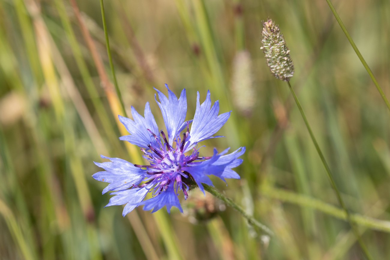 Echte Kornblume [Cyanus segetum]