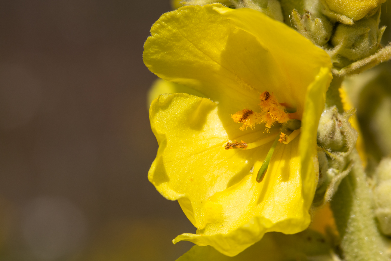 Windblumen-Königskerze [Verbascum phlomoides]